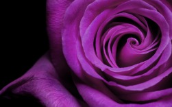 black-and-purple-rose-wallpaper-4